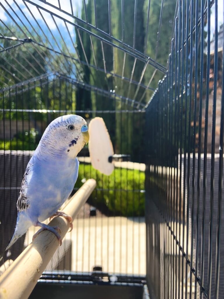 Blue budgie in an outdoor cage, perched under the sun.