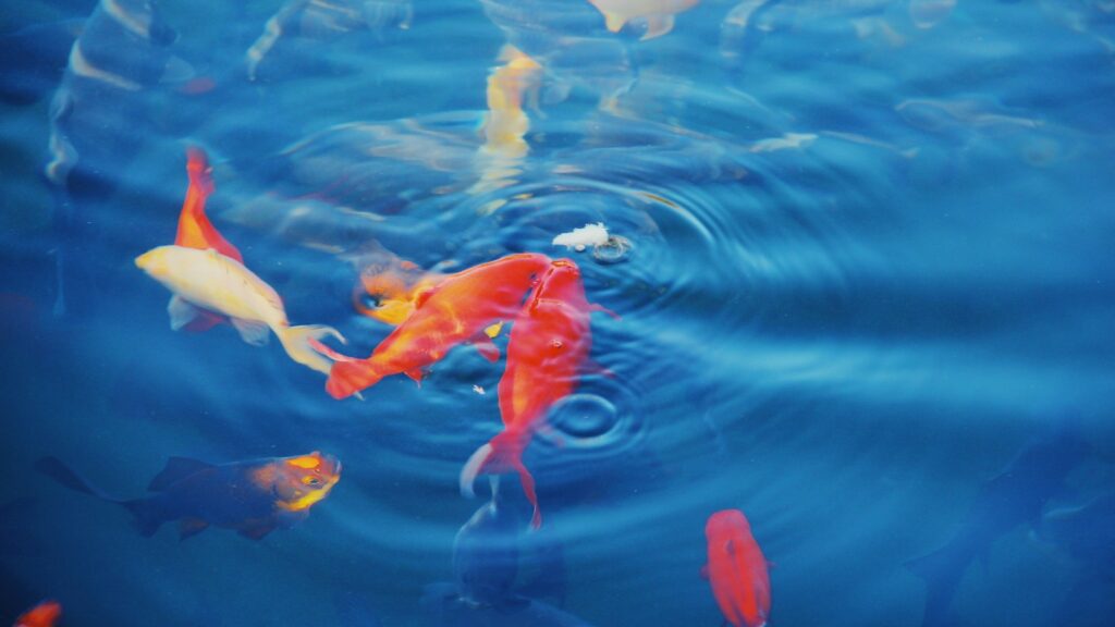 Goldfish eating in blue water at daytime.
