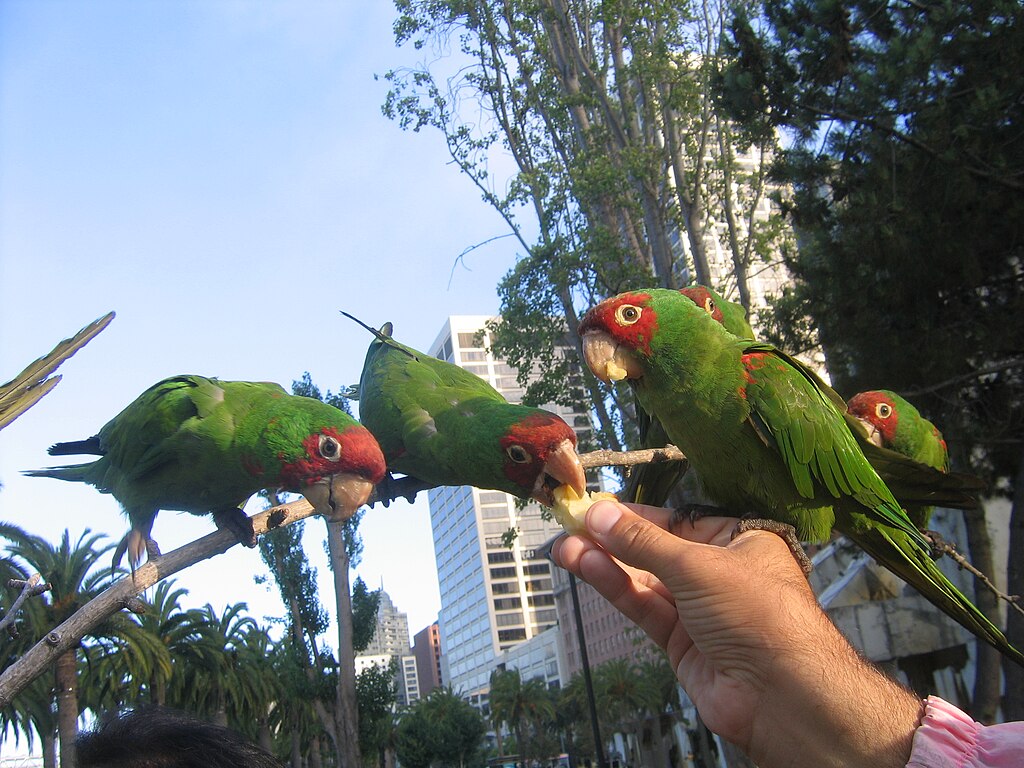 1024px-Aratinga_erythrogenys-feeding_feral_parrots