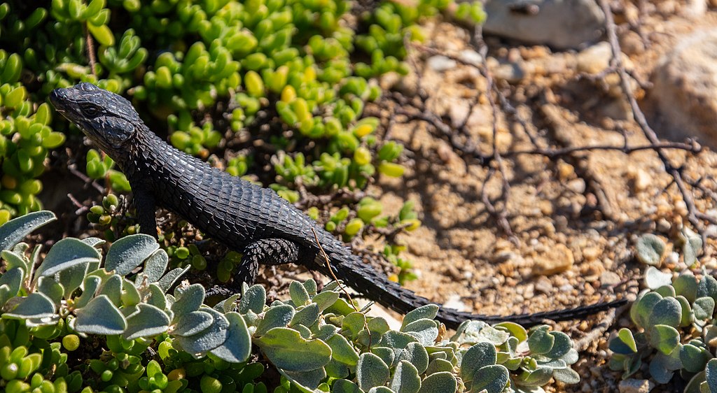1024px-Lagarto_(Cordylus_niger),_cabo_de_Buena_Esparanza,_Sudáfrica,_2018-07-23,_DD_83