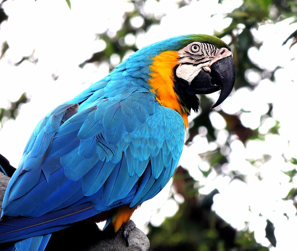 1024px-Macaw_parrot_sitting_on_a_tree_branch.jpg_