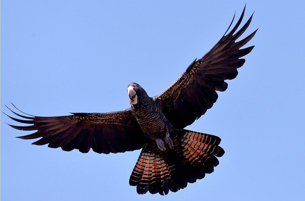 1024px-Red-tailed_Black-Cockatoo_f_(33136608646)