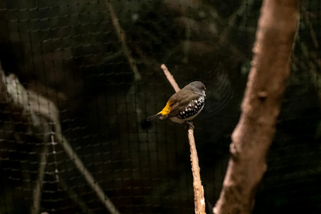 Close-up of a colorful bird perched peacefully on a branch in Dubai.