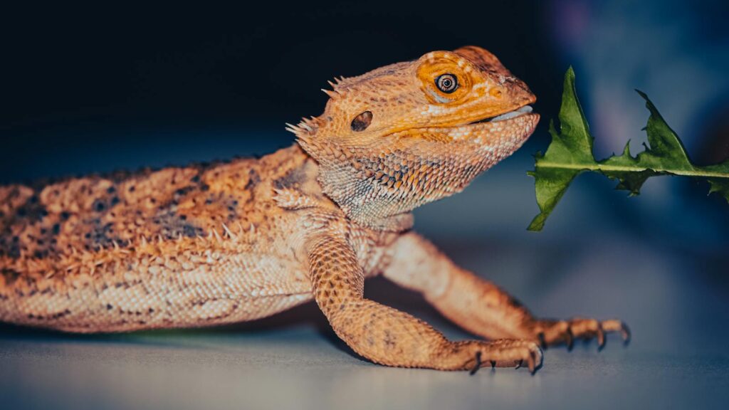 Detailed image of a bearded dragon interacting with greenery.