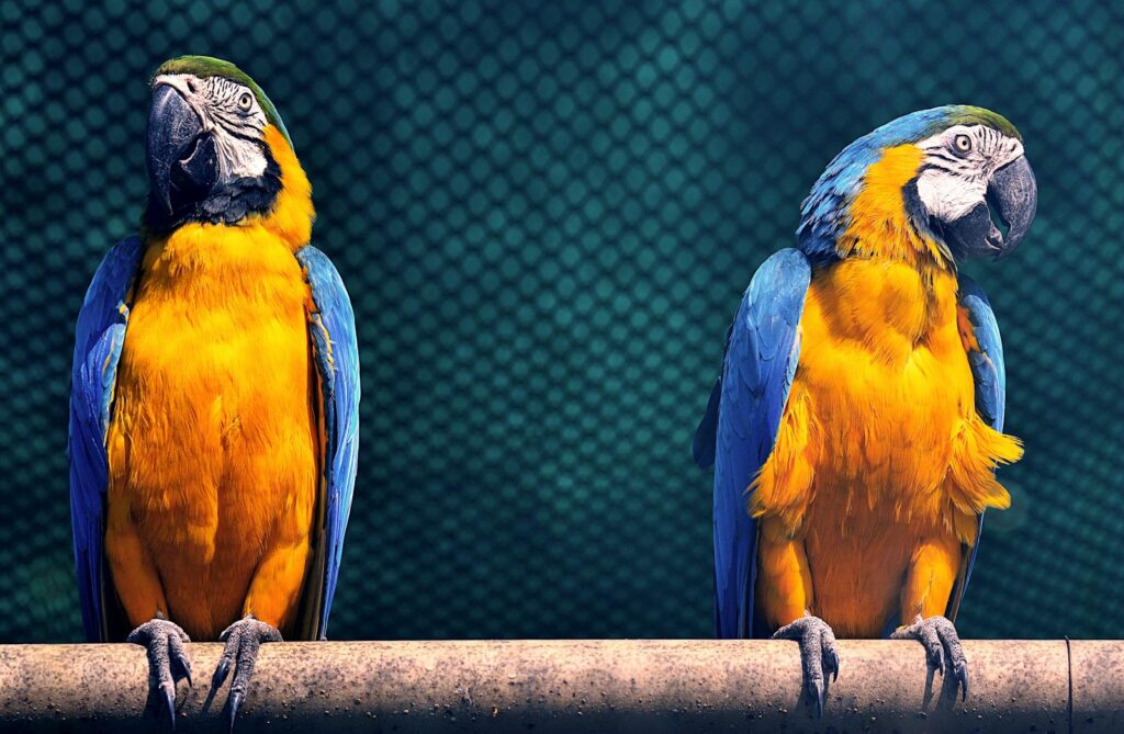 Two colorful macaws perched on a branch, showcasing their vivid plumage in a zoo enclosure.