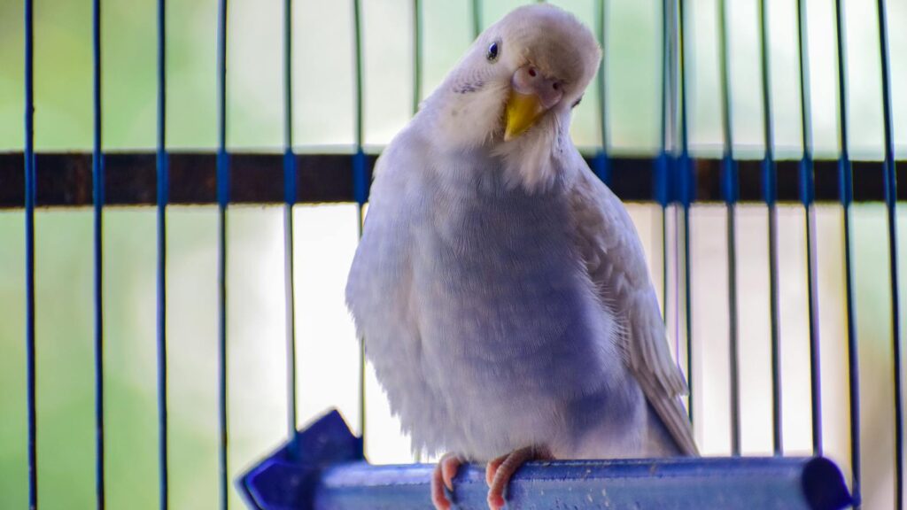 White budgie in birdcage perched on blue bar, tilting head inquisitively.
