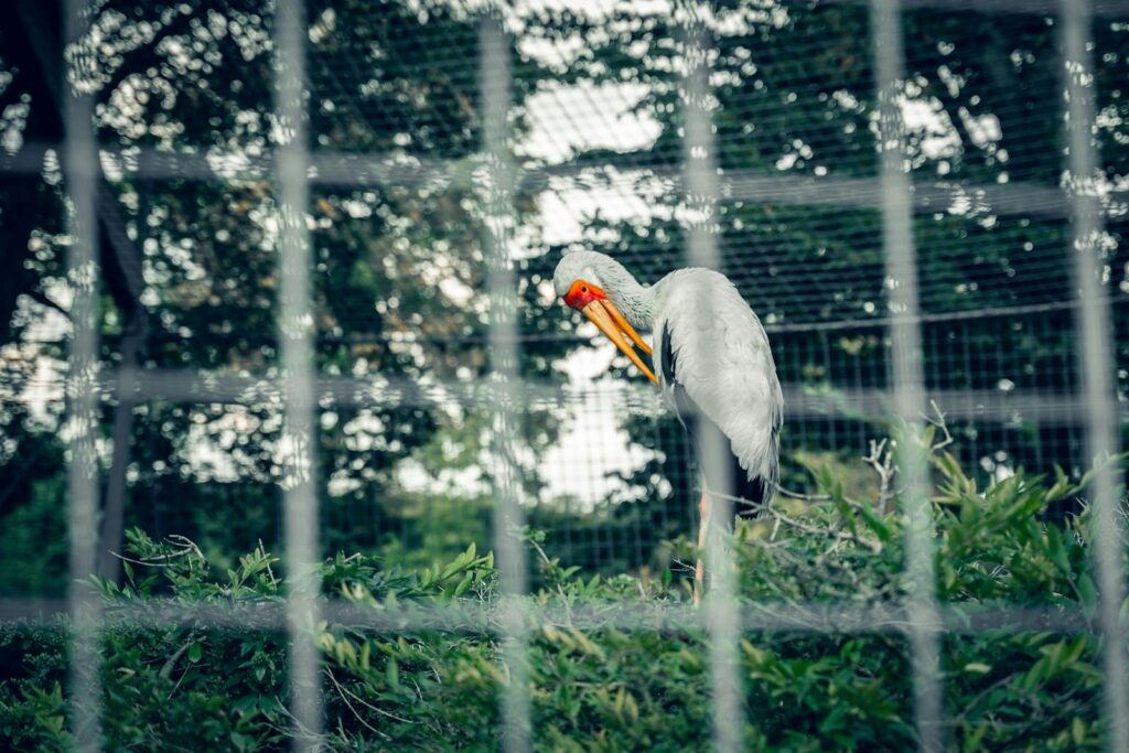 Yellow-billed stork behind a cage in Mannheim Zoo, surrounded by greenery.