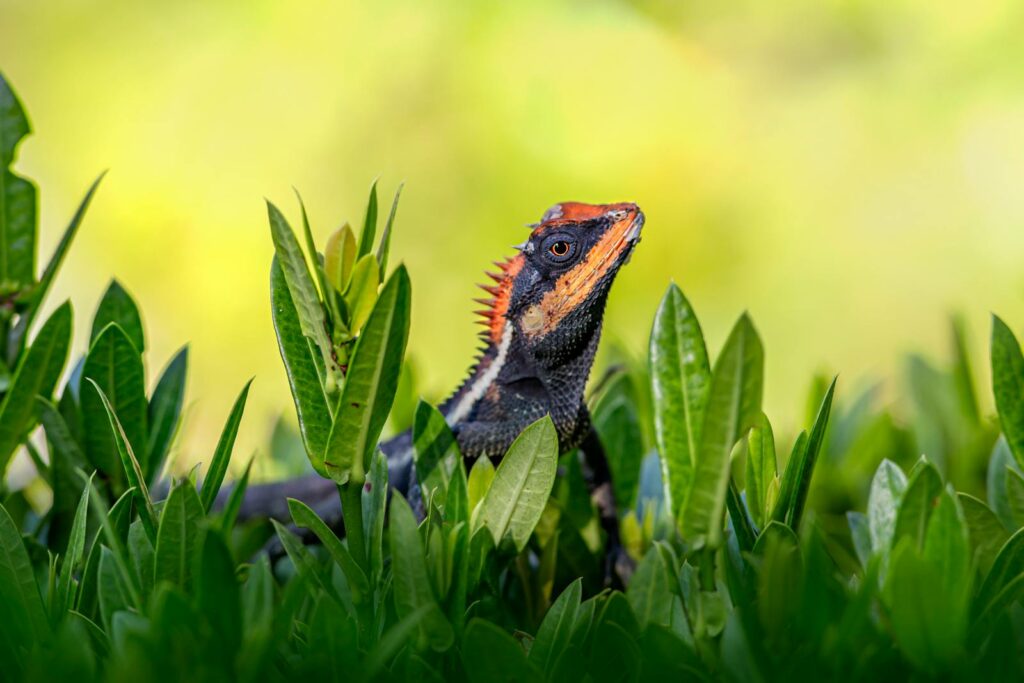 Close-up of Emma Gray's forest lizard (Calotes emma) peeking through green leaves in vibrant natural setting.