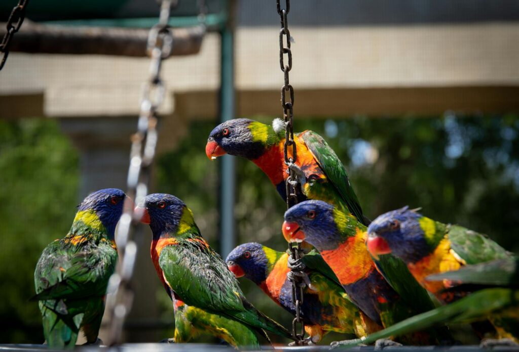 Close-up of rainbow lorikeets perched on chains outdoors, showcasing their colorful plumage and vivid details.
