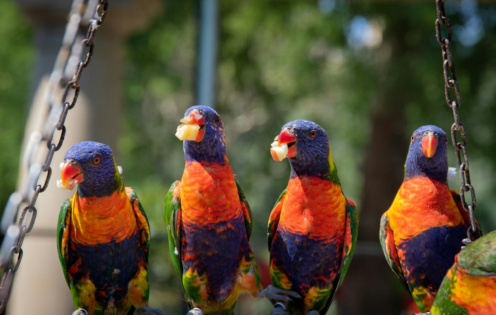 Brightly colored Rainbow Lorikeets perched and eating outdoors.