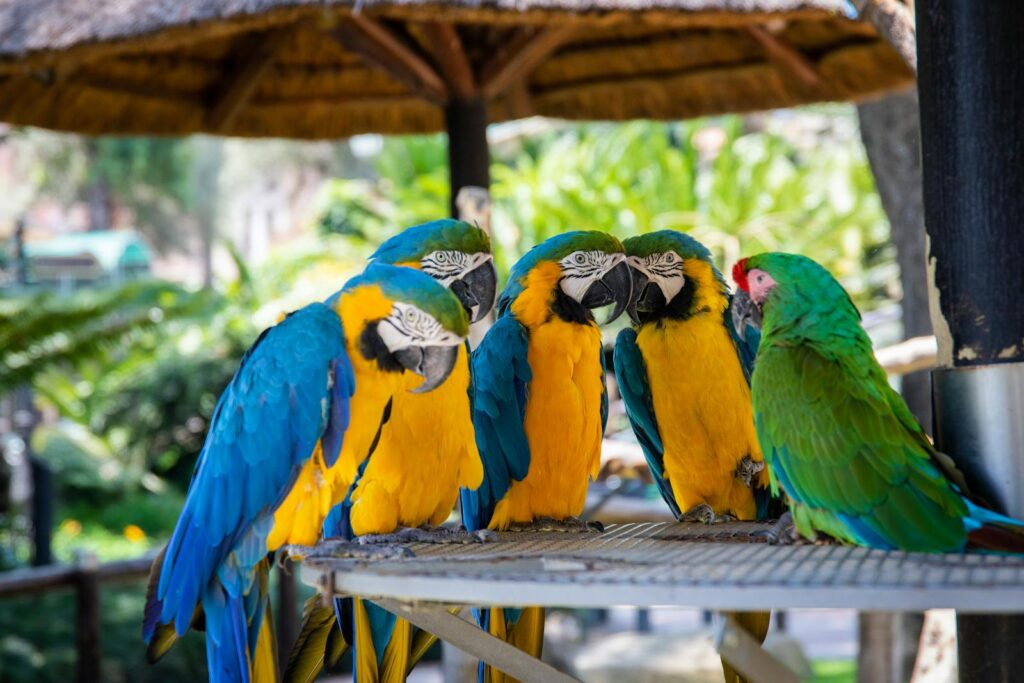 A vibrant group of macaws perched outdoors, showcasing their exotic plumage.