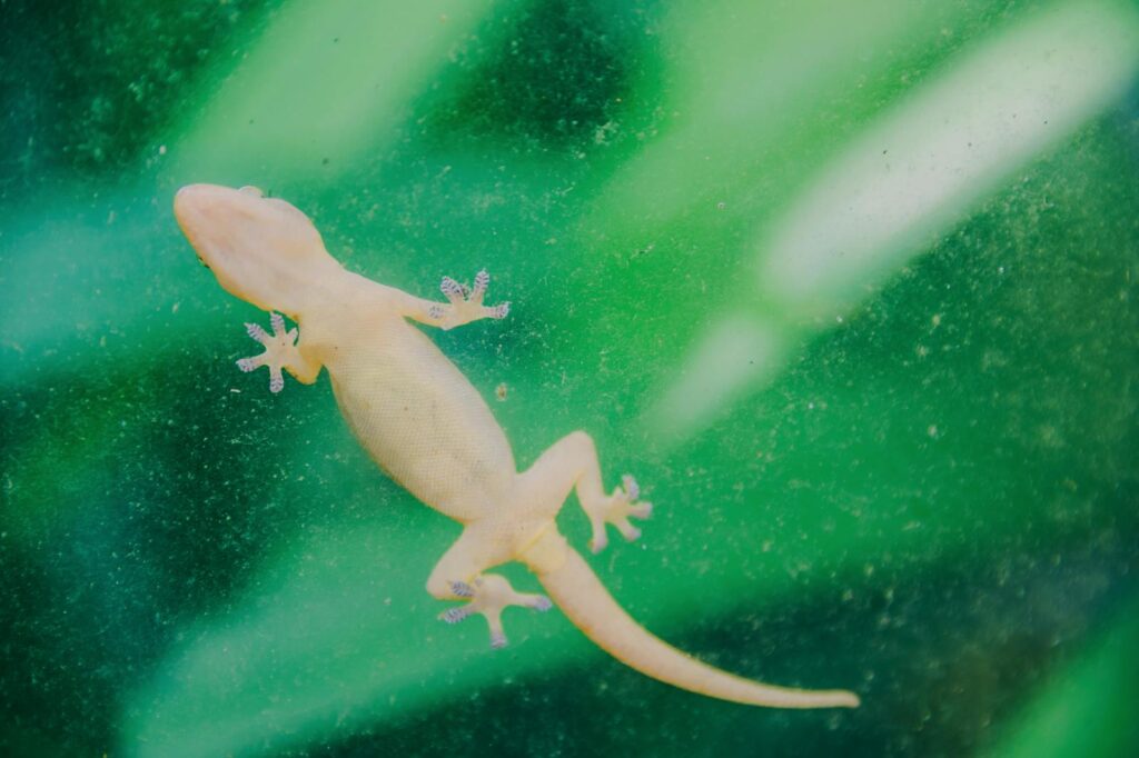 A close-up image of a small gecko on a vibrant green glass surface.