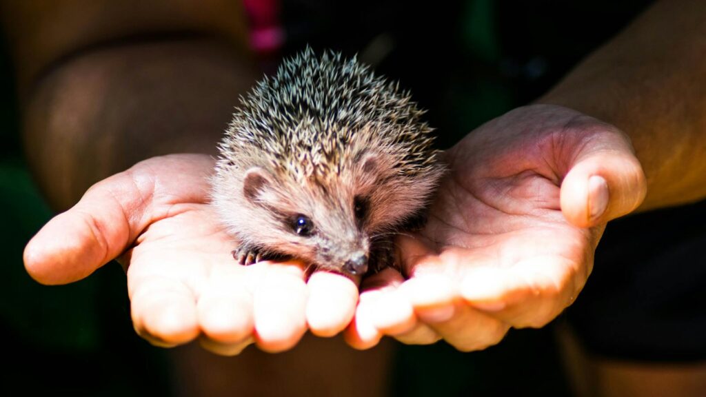 Close-up of a hedgehog resting in open hands, highlighting its spikes and cute facial features.