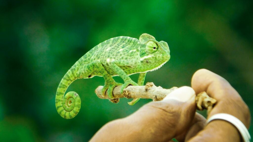 Close-up of a green chameleon perched on a hand, showcasing its vivid color and texture.