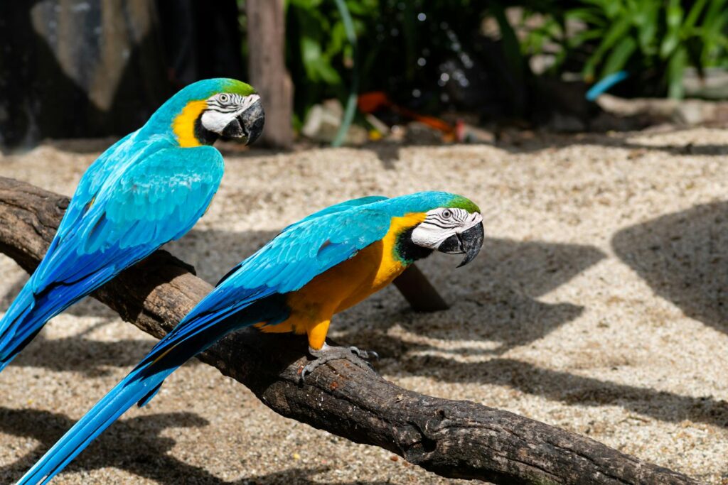Colorful blue and yellow macaws perched outdoors on a sunny day.