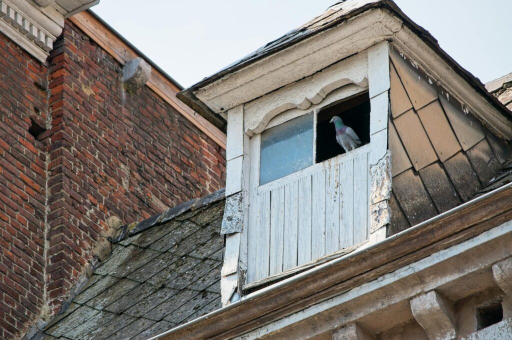 A pigeon sits in a window of an old residential building with a slate roof and brick exterior.