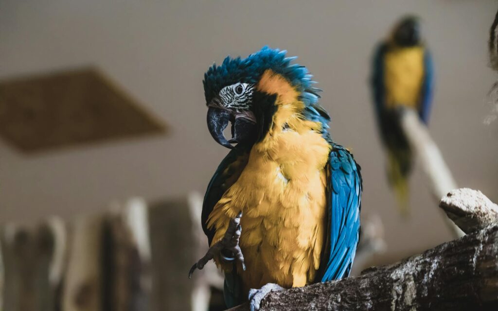 Close-up of a blue and yellow macaw perched in a natural setting with vibrant plumage.