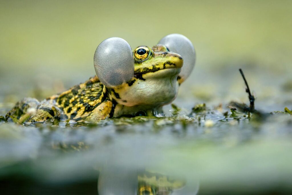 Vivid close-up photo of a frog displaying its vocal sacs in a natural water habitat.