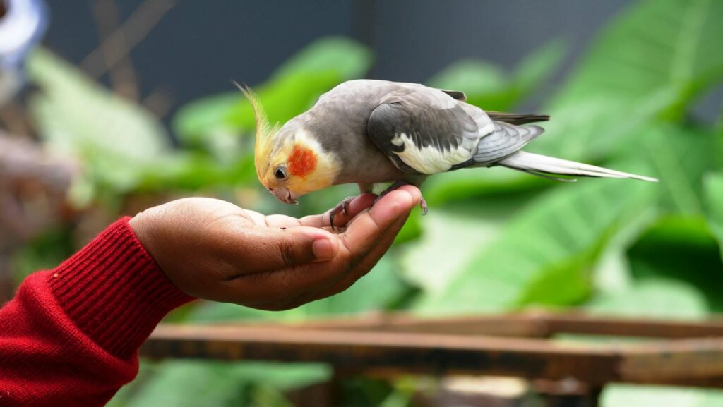 A charming cockatiel perched on a person's hand against a lush green background.