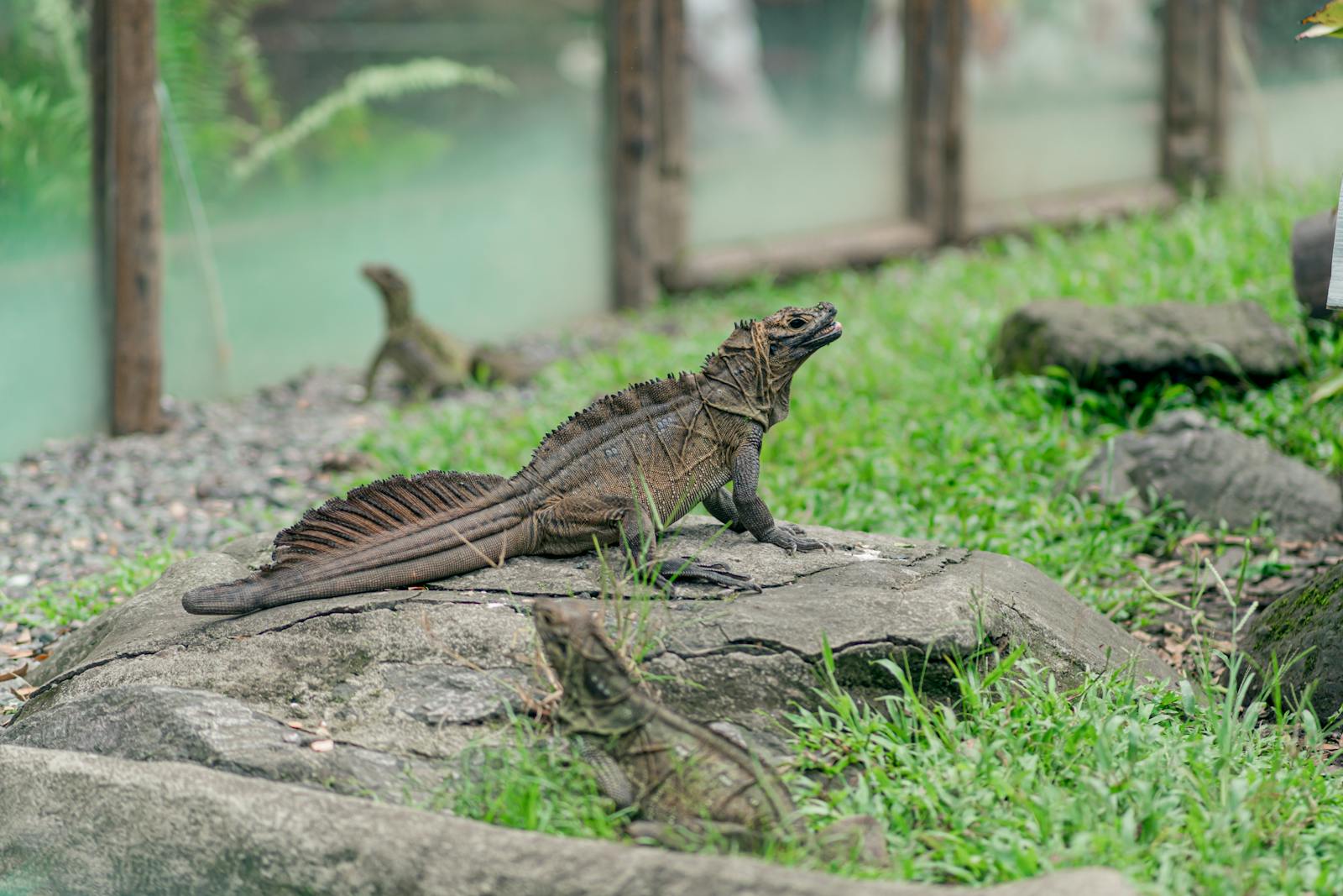 Sailfin dragon basking on a rock in a zoo enclosure, showcasing vibrant scales.