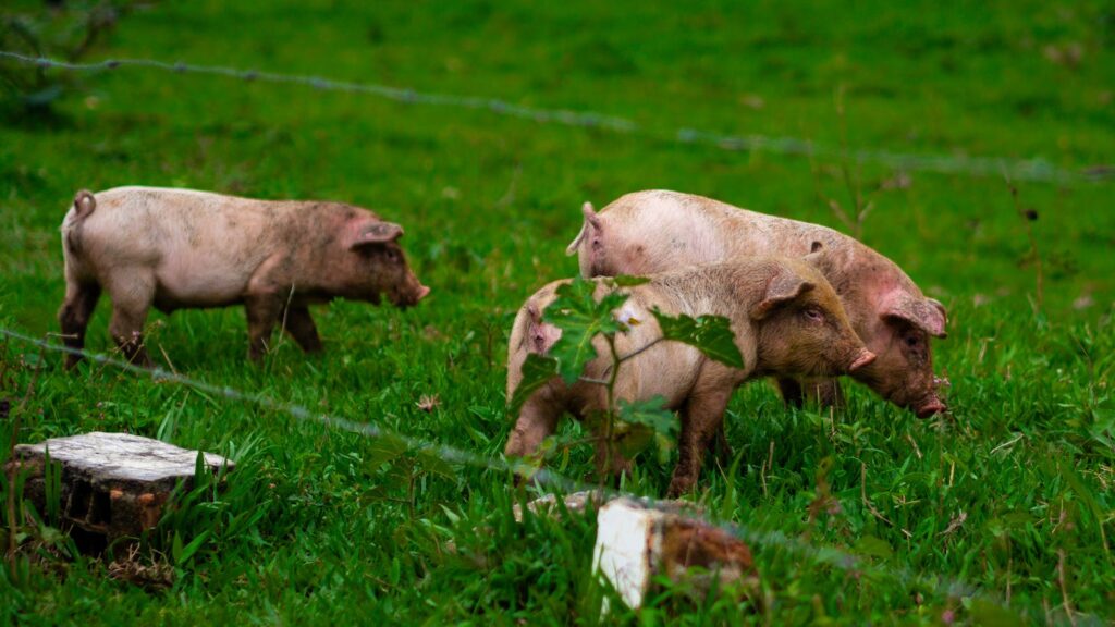 Piglets exploring and grazing on a lush rural farm field, surrounded by greenery.