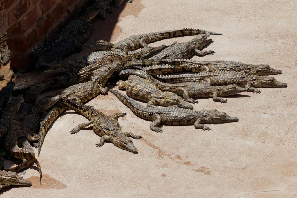 Several Nile crocodiles basking on concrete in South Africa, enjoying sunlight.