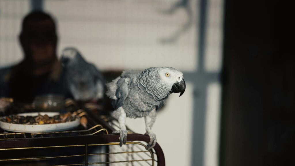 Close-up of an African Grey Parrot perched on a cage, warmly lit by sunlight in Istanbul.