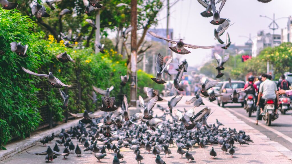 Dynamic scene of pigeons in flight on a bustling city street.
