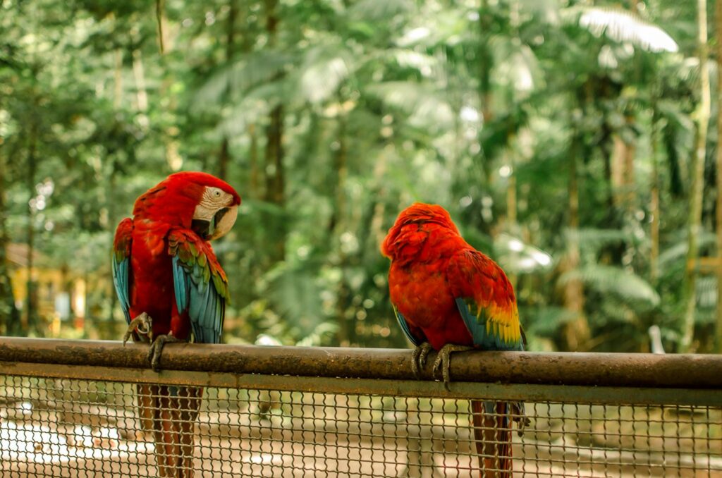 Vibrant scarlet macaws perched in a zoo, showcasing their colorful feathers and natural beauty.