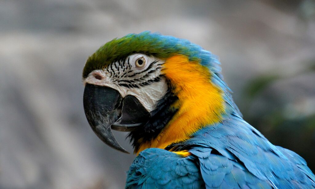 Blue and Gold Macaw