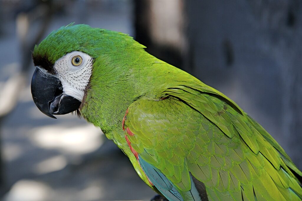 Chestnut-fronted Macaw or Severe Macaw