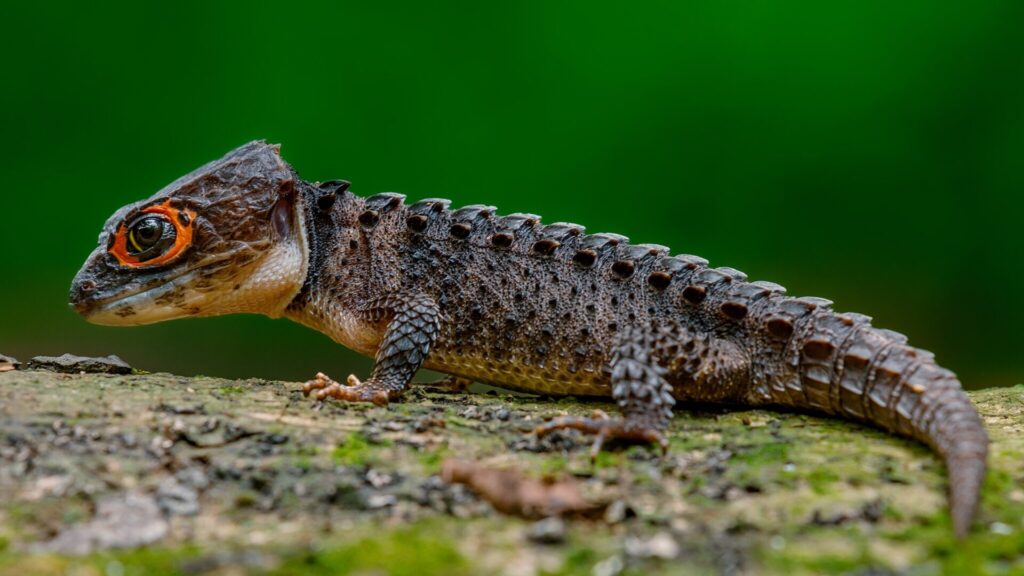 Red-Eyed Crocodile Skink on a tree log.
