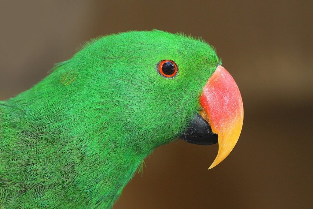 Eclectus Parrot