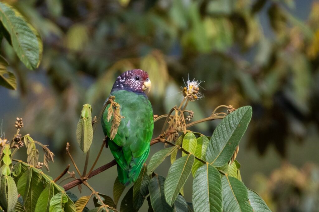 Pionus parrot
