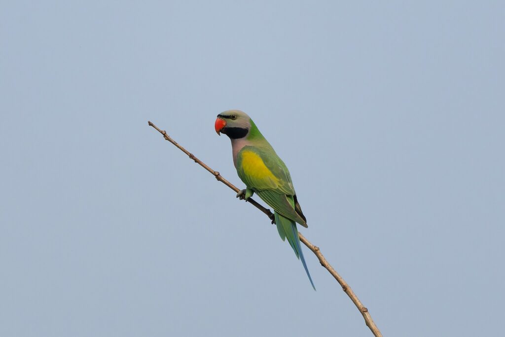Moustached parakeets (Psittacula alexandri)