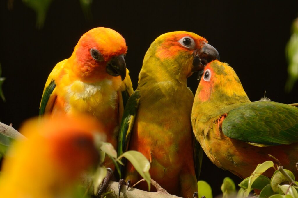 four Sun Conures birds