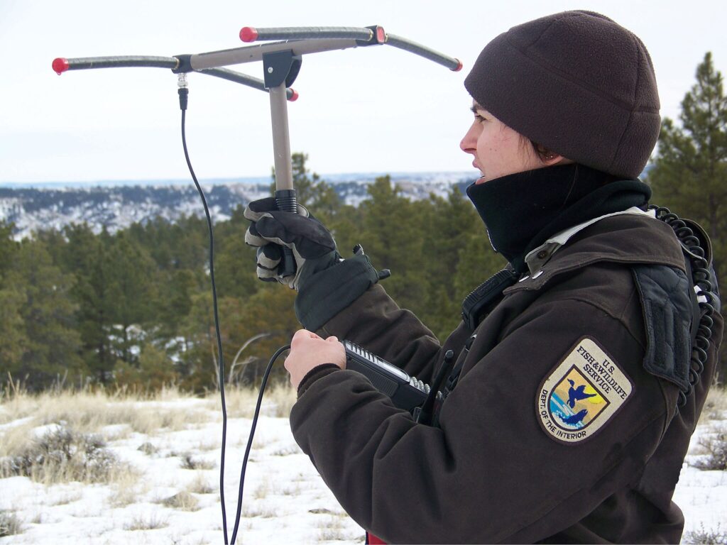Man Holding tracking device used on wild cats.