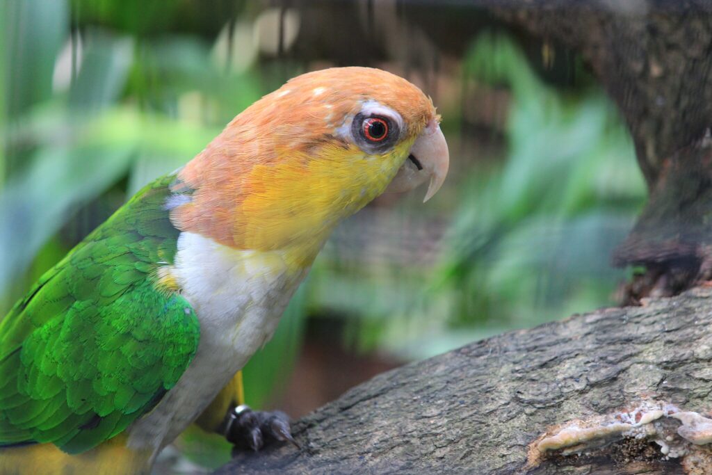 White-bellied caique