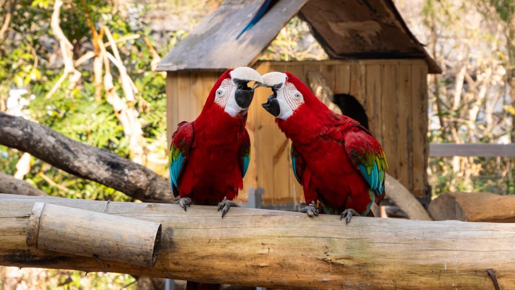 Two vibrant macaws interacting on a tree branch in Hangzhou zoo, showcasing colorful plumage.
