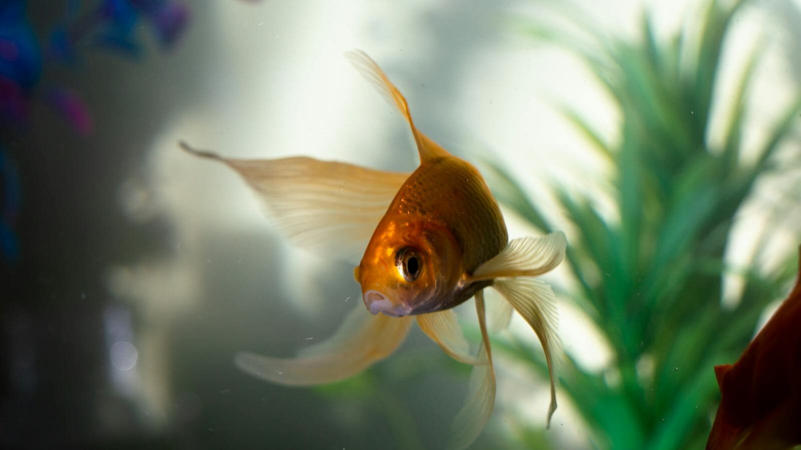 A graceful goldfish swims amidst aquatic plants in a serene aquarium setting.