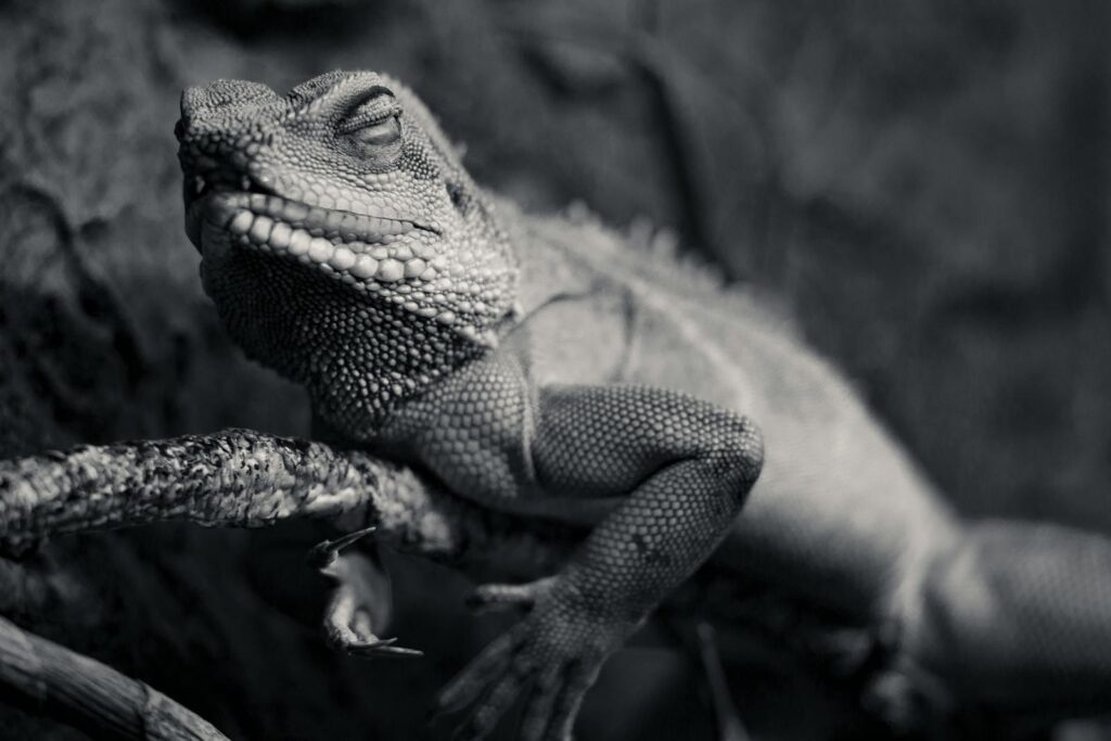 A serene monochrome portrait of a chameleon resting on a branch in the wild.