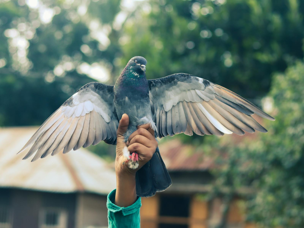 A vibrant close-up of a pigeon being gently held, showcasing its detailed feathers and wings.