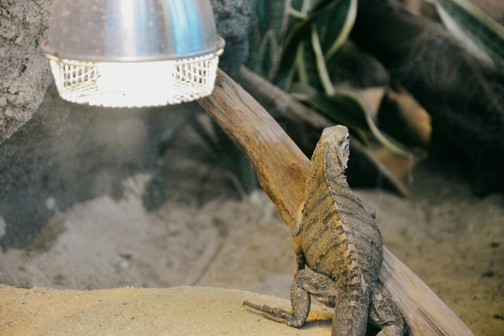 Iguana sitting under a light, surrounded by sand and branches in a terrarium.