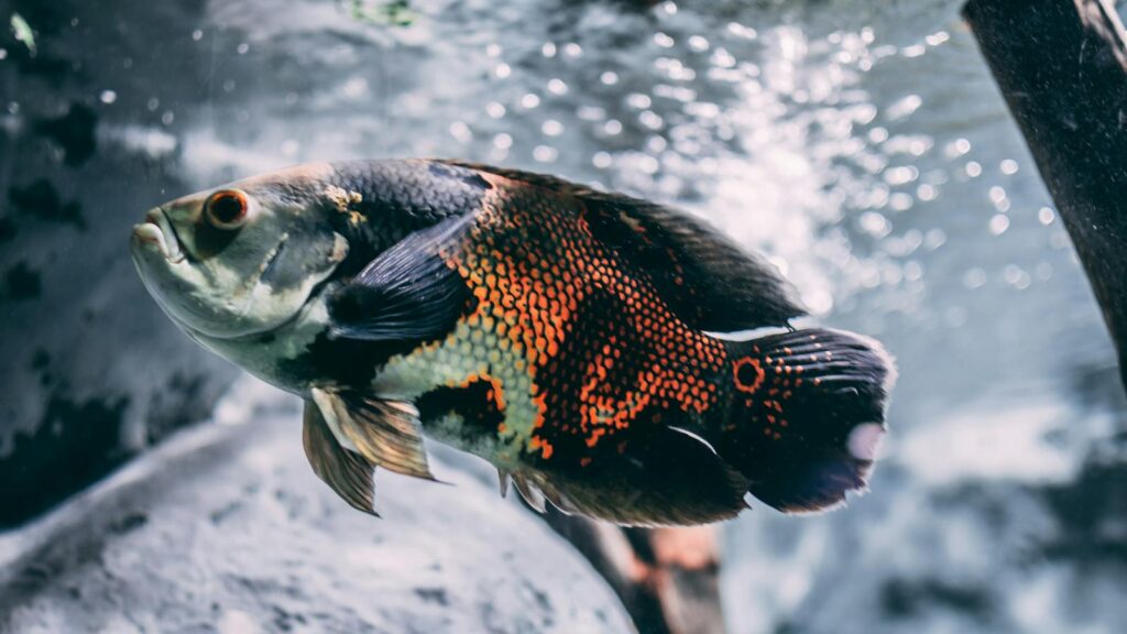 Close-up of a colorful oscar fish swimming gracefully underwater.