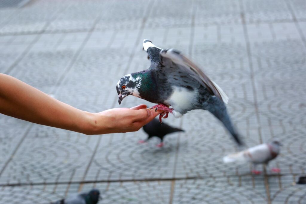 A close-up of a pigeon landing on a human hand for feeding in an urban setting.