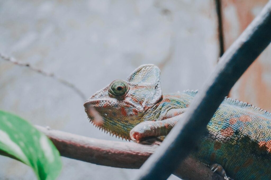 Vibrant chameleon exhibiting camouflage abilities, perched on a branch in natural ambiance.