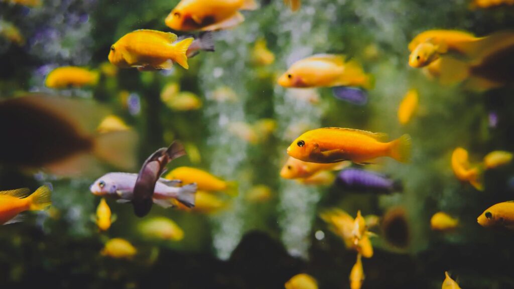 Vibrant tropical fish swimming gracefully in a lush aquarium setting.