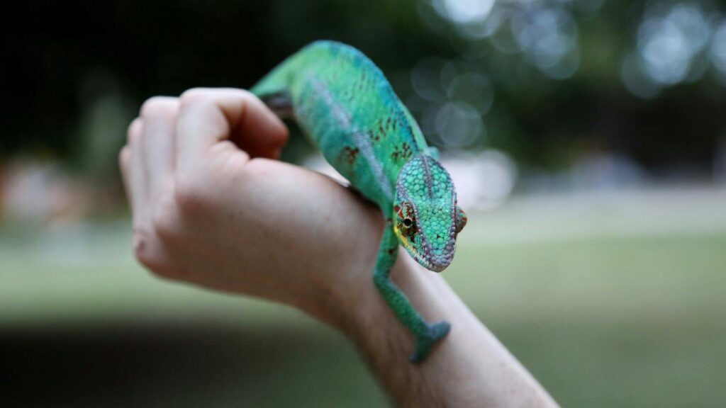 A vibrant green chameleon perched on a person's arm in an outdoor setting.