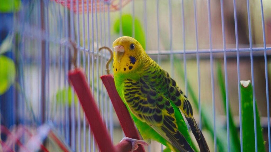 Close-up of a vibrant budgerigar perched inside a cage, showcasing vivid colors.