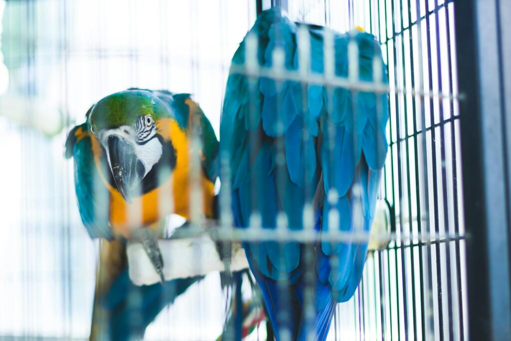 Vibrant blue and yellow macaws perched inside a cage, showcasing colorful plumage.